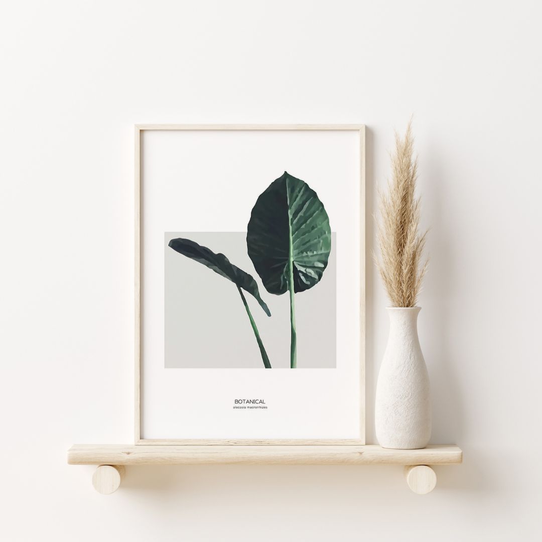 Alocasia Leaf