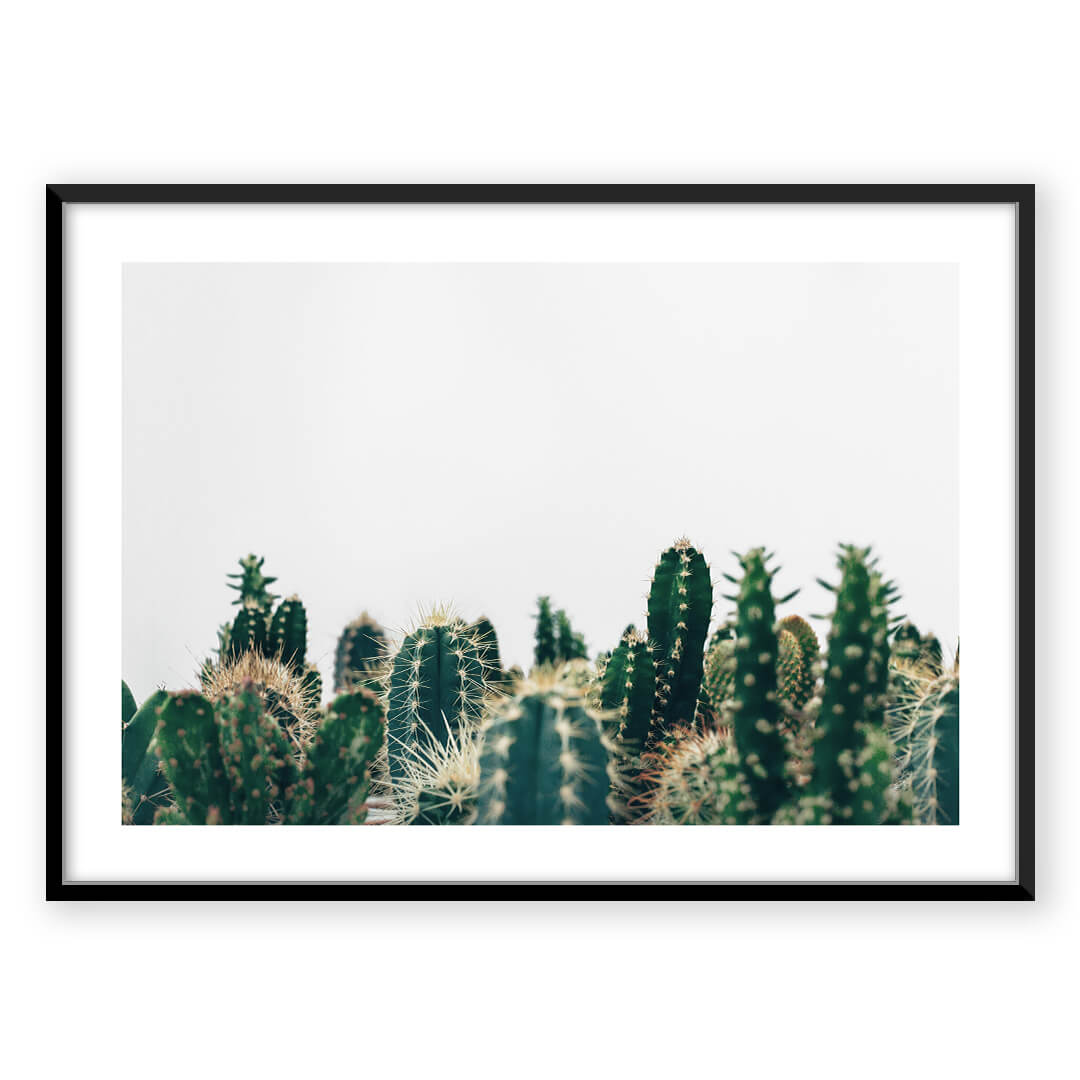 Desert Cactus