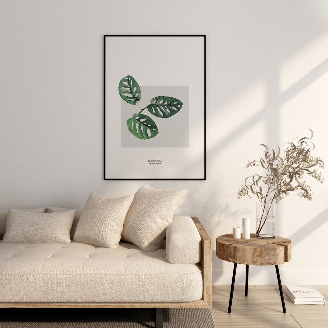 Rare Monstera