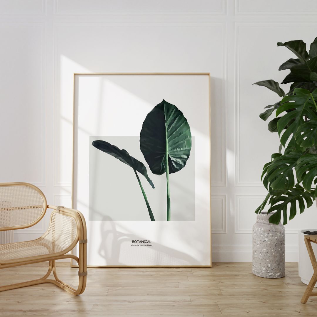 Alocasia Leaf