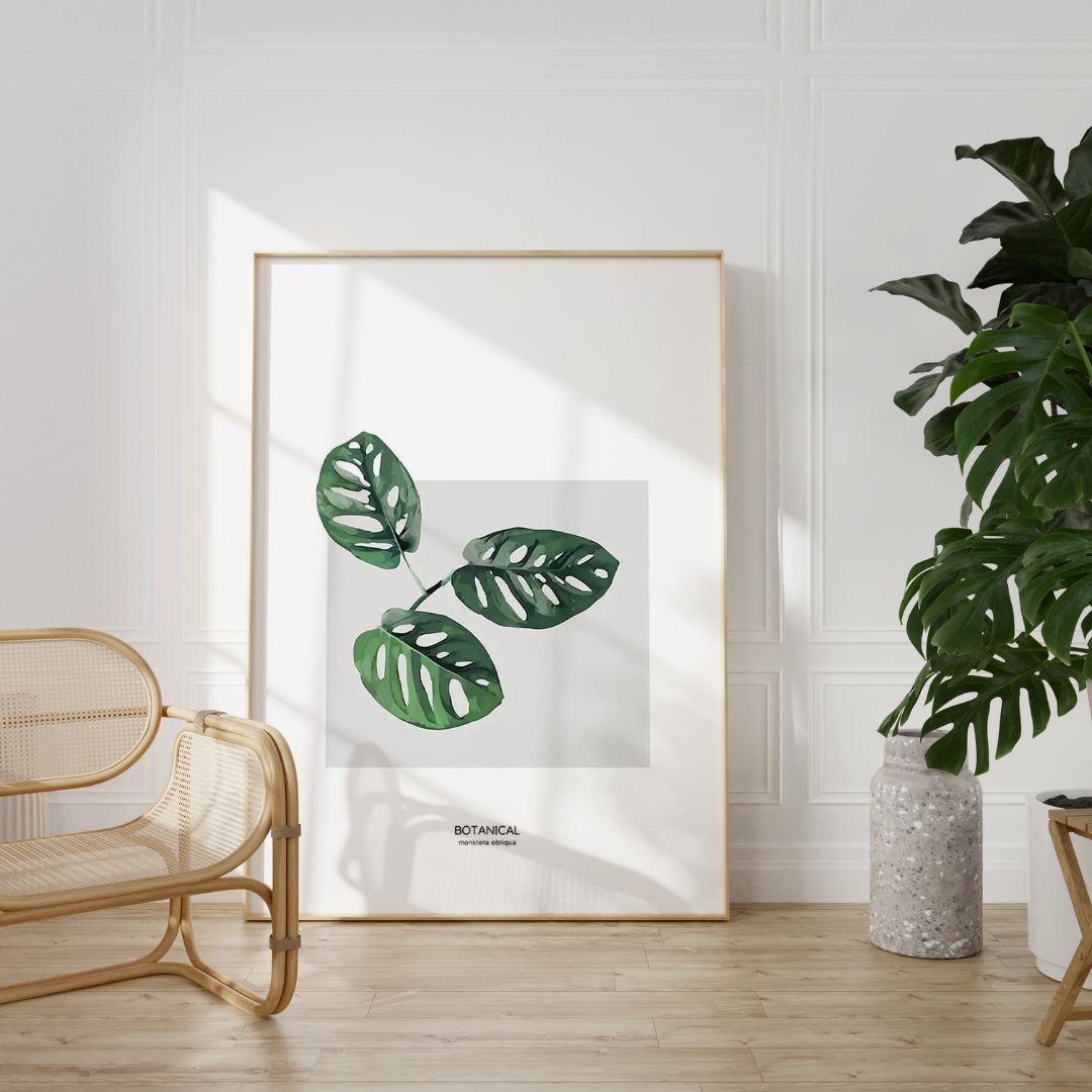 Rare Monstera