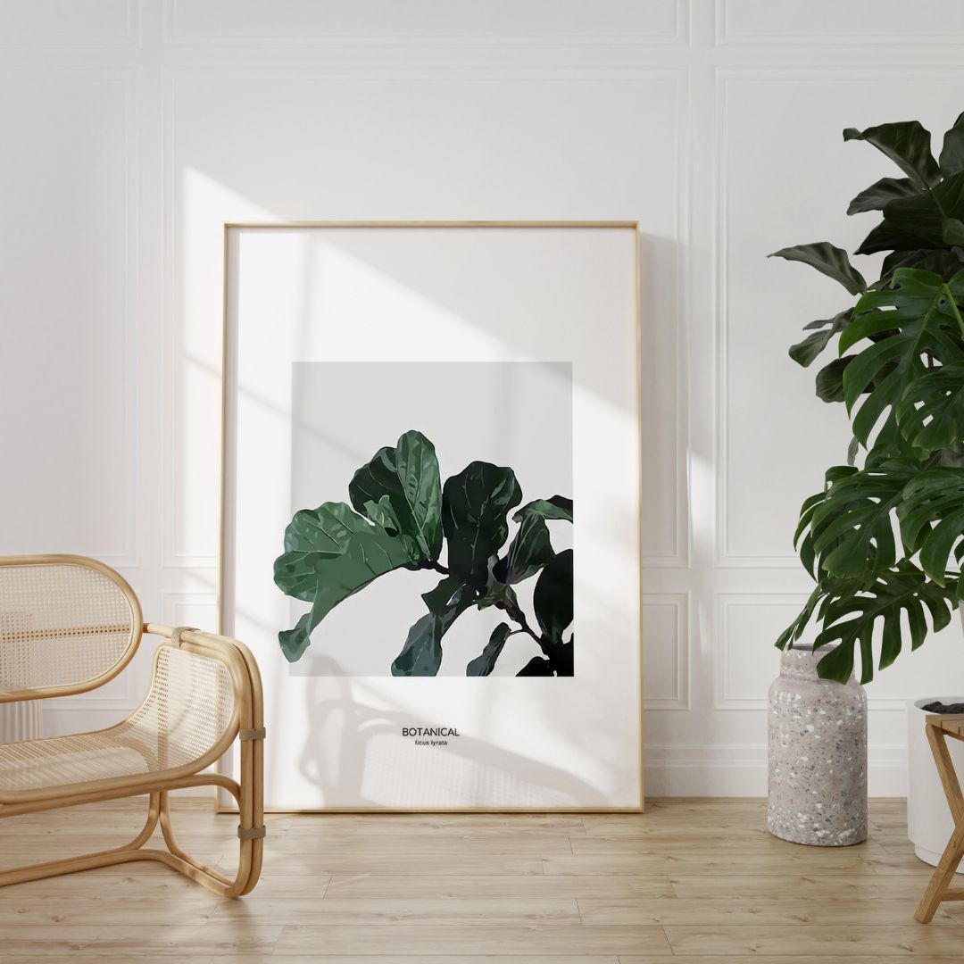 Fiddle Leaf