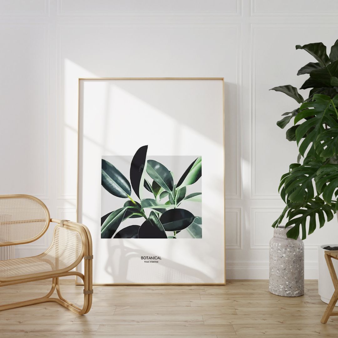 Rubber Plant