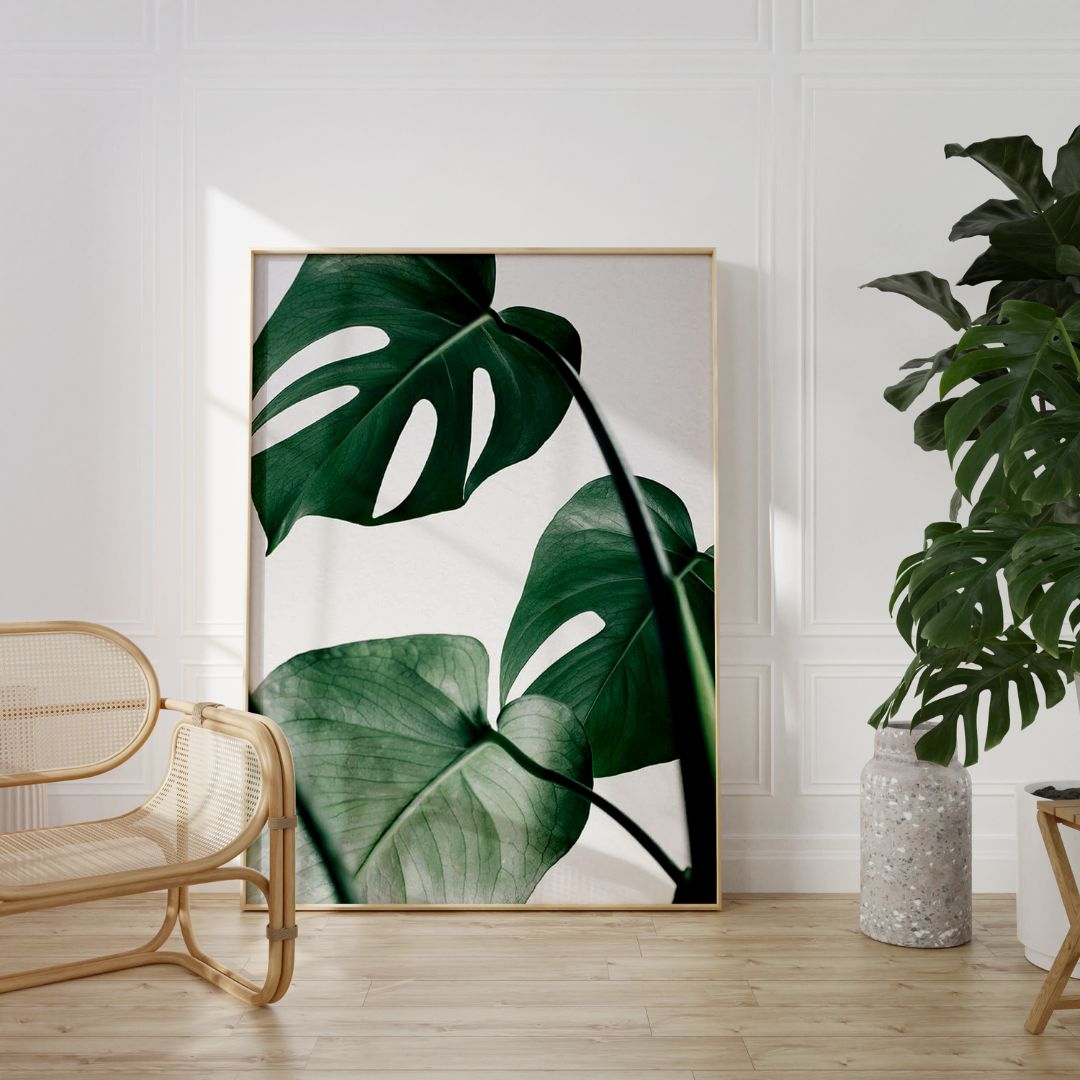 Monstera Leaf