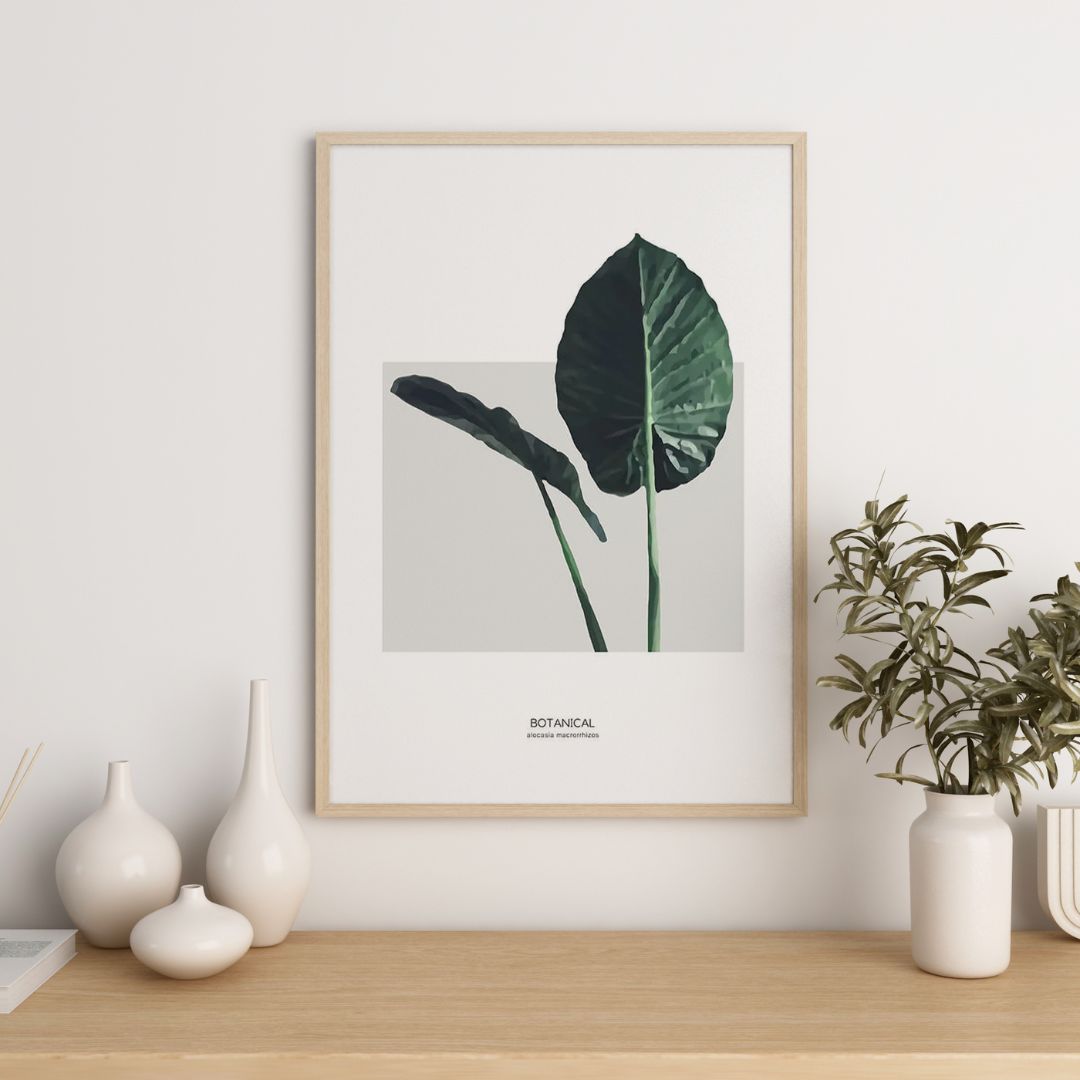 Alocasia Leaf