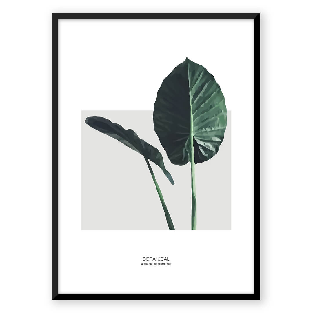 Alocasia Leaf